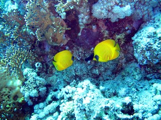 Fototapeta na wymiar Butterfly fishes in the Red Sea 