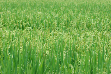 green rice field in farmland in Asia