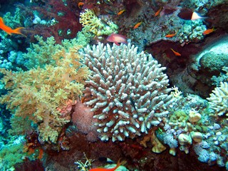 Naklejka na ściany i meble Beautiful Corals in the Red Sea 