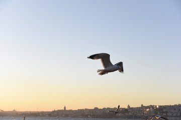 Fototapeta na wymiar seagull flying on istanbul sky