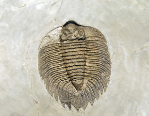 trilobite fossil