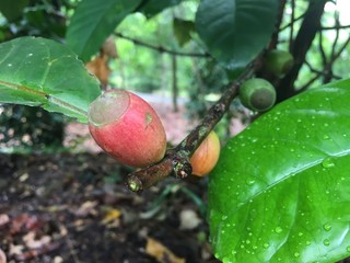 Liberian coffee tree