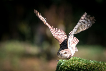Civetta in volo