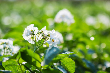 potato field