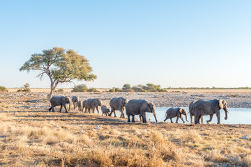 Herd of African Elephants arriving at a waterhole - obrazy, fototapety, plakaty