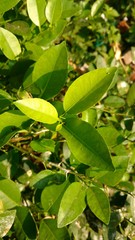 Obraz premium lemon leaves in a sunny day