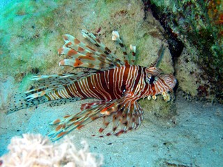 Naklejka na ściany i meble Beautiful Lionfish in the Red Sea 