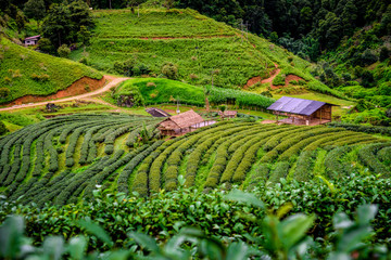  Tea plantation at Doi Ang Khang, Fang, Chiang Mai, Thailand view.  A beautiful terrace of tea plantation on the mountain at daytime.