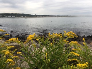cloudy summer morning in coastal southern Maine