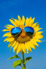 Sunflower with sunglasses with the bright blue sky.