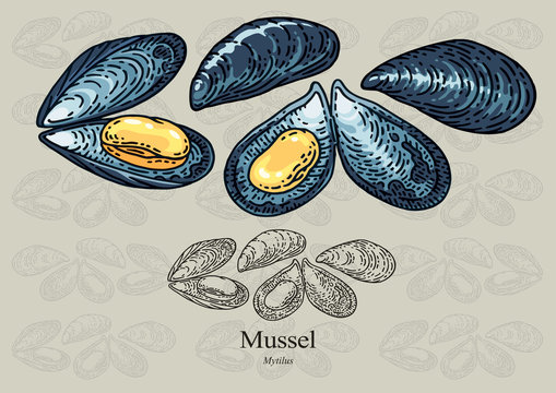 Mussels. Vector illustration for artwork in small sizes. Suitable for graphic and packaging design, educational examples, web, etc.