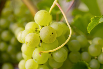 Weintrauben weiß
