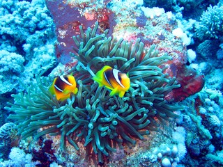 Fototapeta na wymiar Clown fishes in the Red Sea 