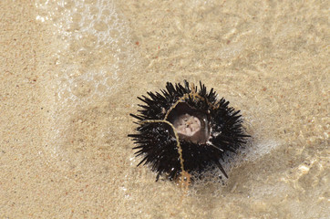 Sea Urchin Rolling Ashore in Gentle Waves