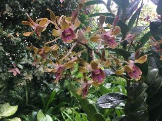 Dendrobium Barack and Michelle Obama Orchid flower