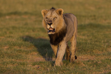 Amboseli King