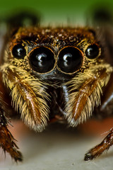 Hairy Jumper