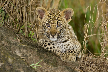 Leopard Cub - 168325925