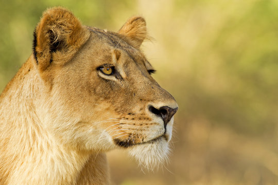 Portrait of a Queen