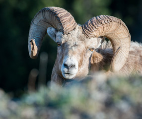Bighorn ram in the wild