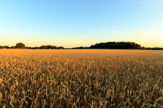 Wheat field © Ivan