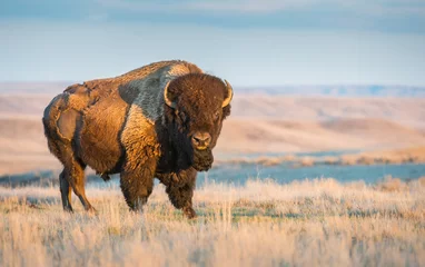Door stickers Bison Canadian bison in the prairies