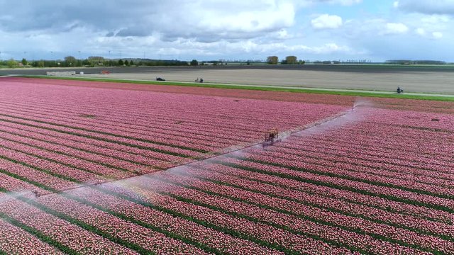 Aerial above polder landscape pink red tulip field flying footage near irrigation sprinkler system applying irrigation water which is similar to rainfall sprayed into air through sprinklers 4k