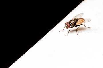 Black White Flies