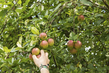 Pflücken von Boskoop  Apfel 