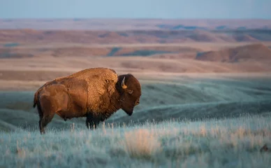 Papier Peint photo Bison Bisons dans les prairies