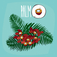 Naklejka premium Set of isolated plant Palm seeds herb with leaves, Simple round icon of Elaeis guineensis on white background, Lettering inscription Palm