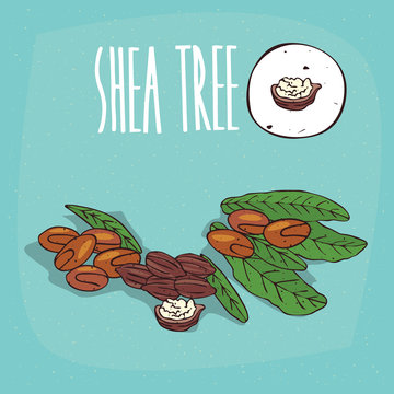 Set of isolated plant Shea tree nuts herb with leaves, Simple round icon of Vitellaria paradoxa on white background, Lettering inscription Shea tree