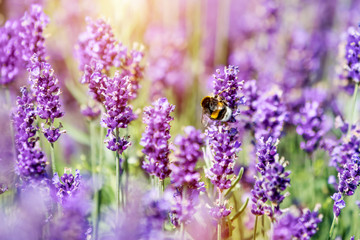 Honeybee pollinating lavender flower field