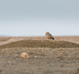 Burrowing owl in Grasslands, Saskatchewan