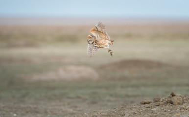 Burrowing owl in flight