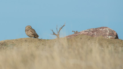 Burrowing owls in Grasslands National Park, Saskatchewan
