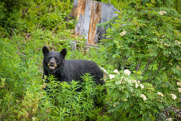 Black Bear in forests of Banff and Jasper National Park, Canada
