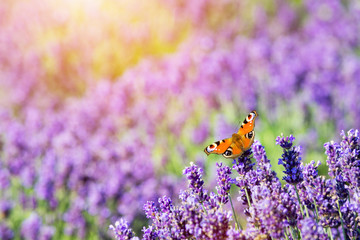 Butterfly sitting on lavender flower.