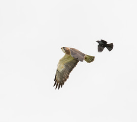 The chase