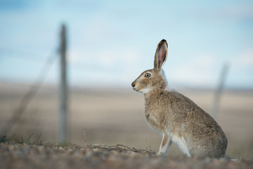 Prairie hare