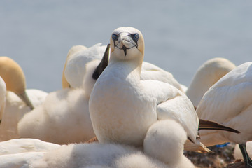 northern gannets, morus bassanus,