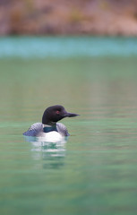 Loon in Jasper National Park, Alberta
