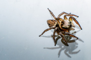Spider and Its Shadow