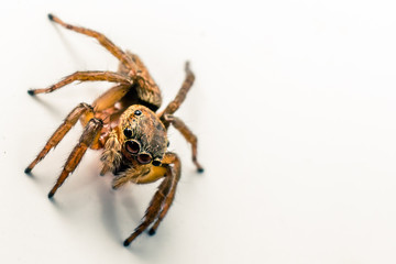 Brown Spider