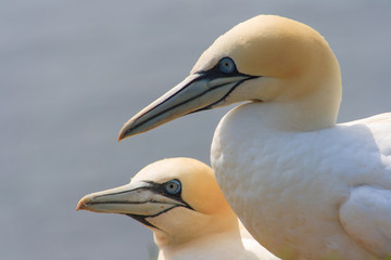 northern gannets, morus bassanus,