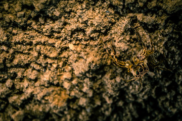 Jumper Spider Camouflage