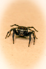 Jumping Spider