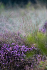 Obraz premium Close-up of blooming common heather.