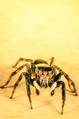 Jumper Spider