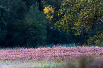 Blooming common heather in nature reserve. Lit by morning sun.